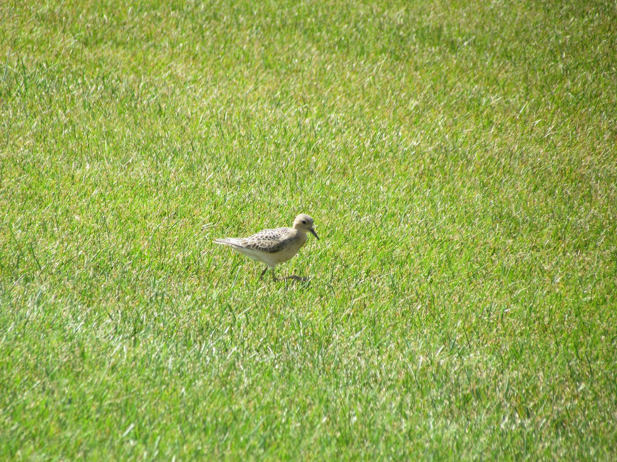 Buff-breasted Sandpiper - ML637720180