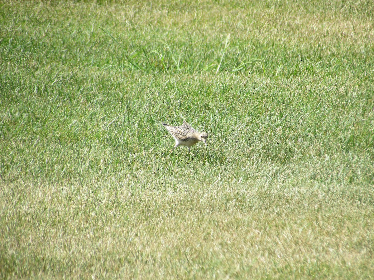 Buff-breasted Sandpiper - ML637720181