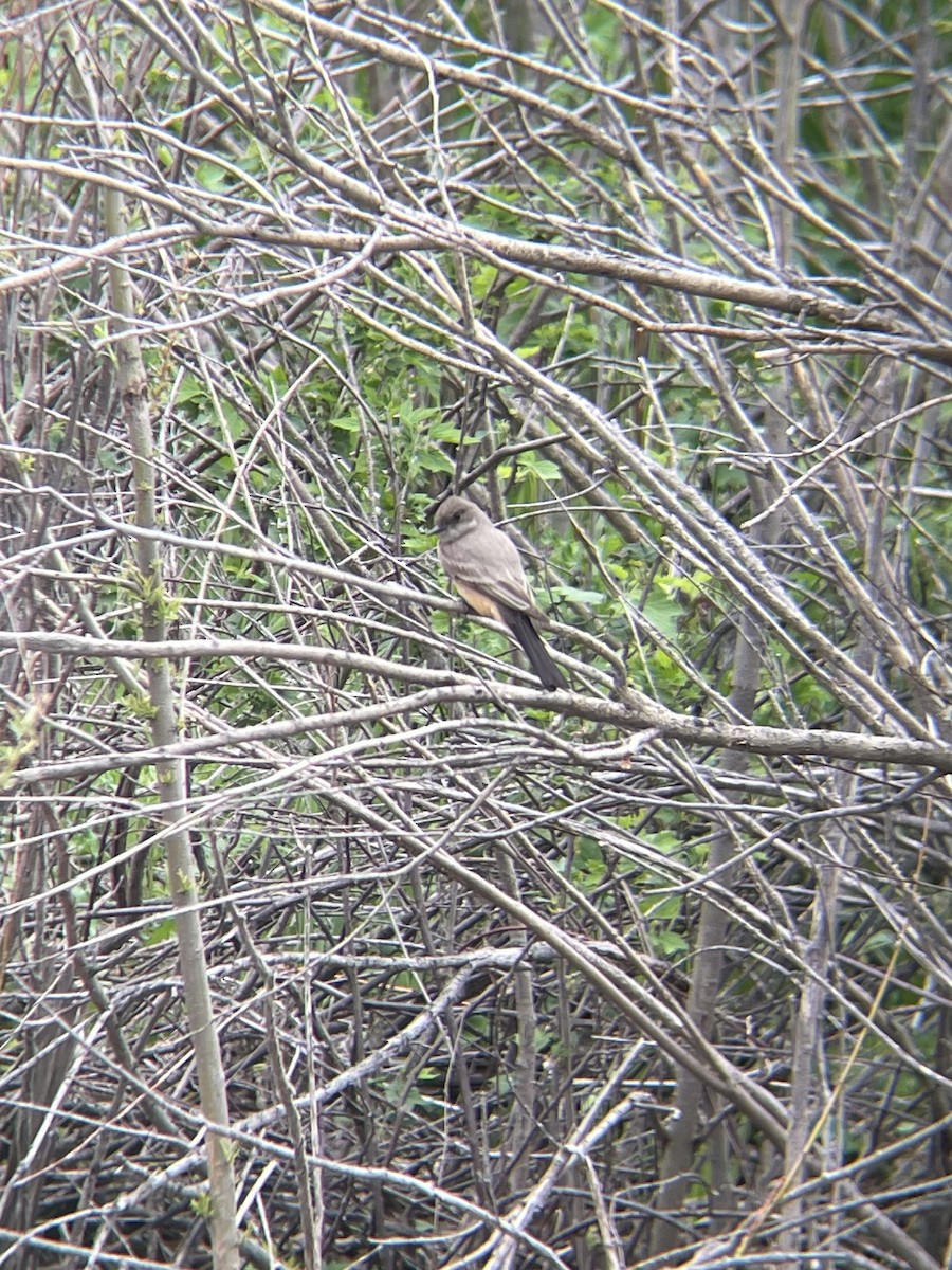 Say's Phoebe - ML637720190