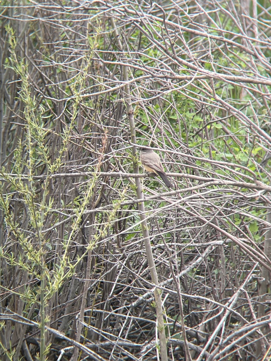 Say's Phoebe - ML637720191