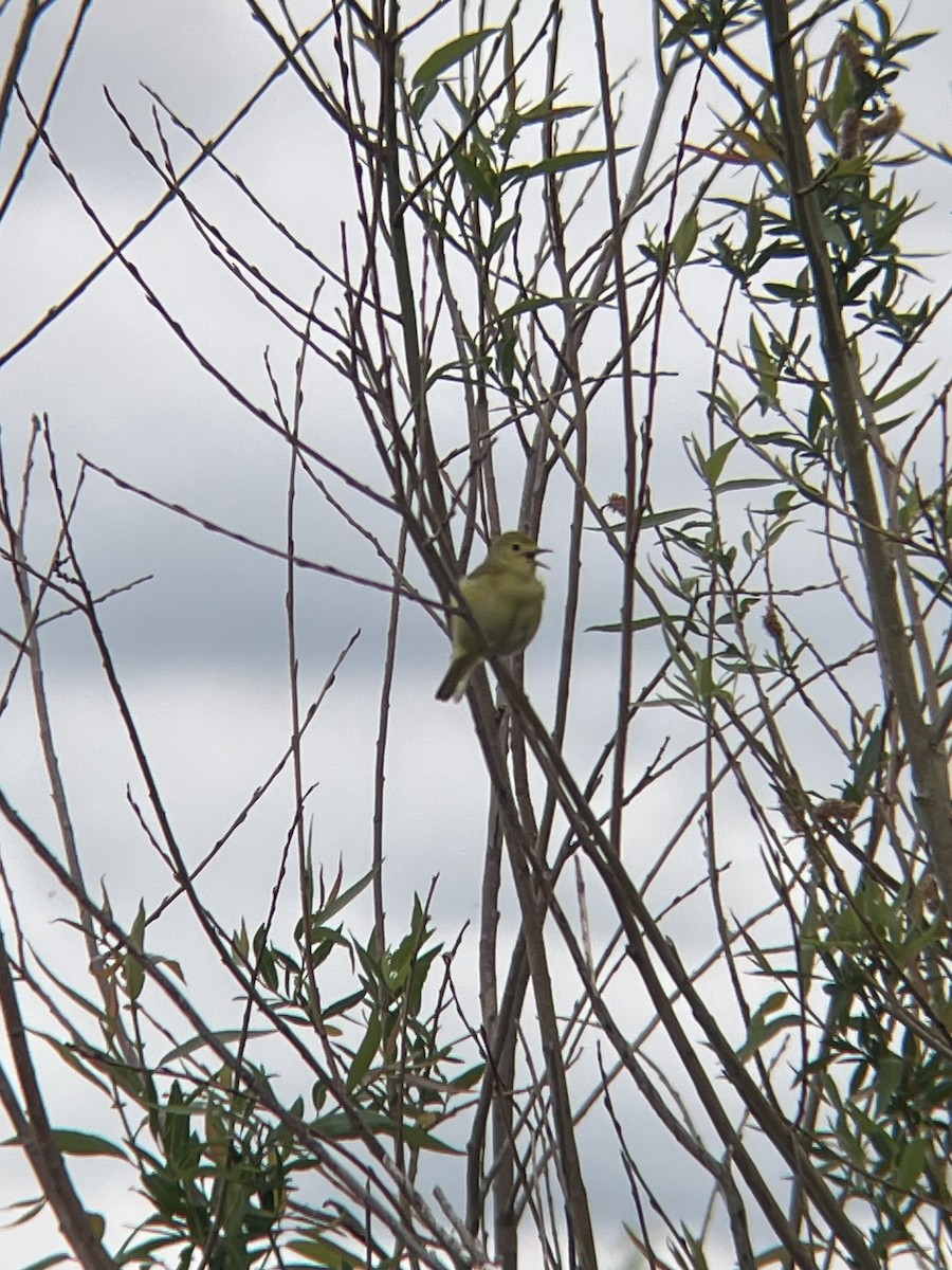 Northern Yellow Warbler - ML637720225