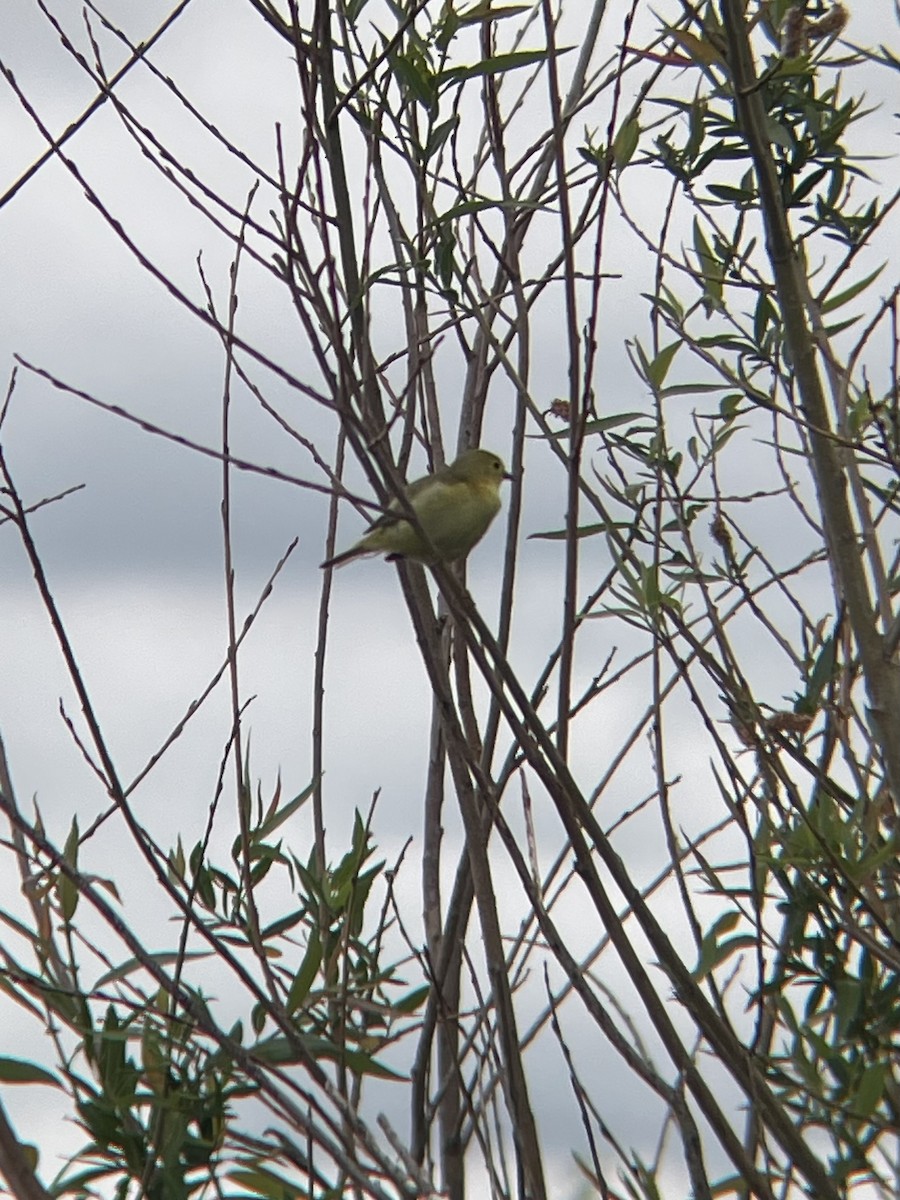 Northern Yellow Warbler - ML637720226