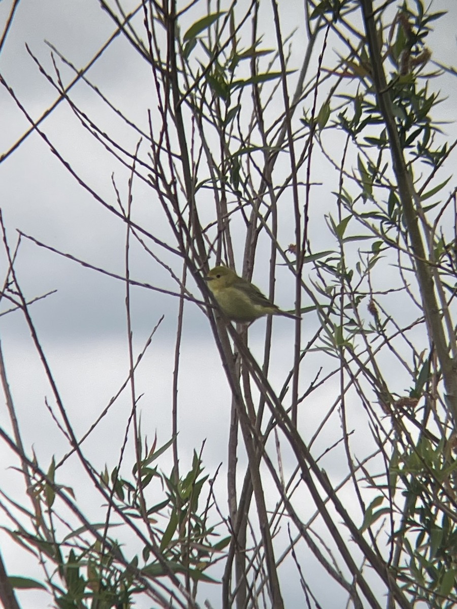 Northern Yellow Warbler - ML637720227