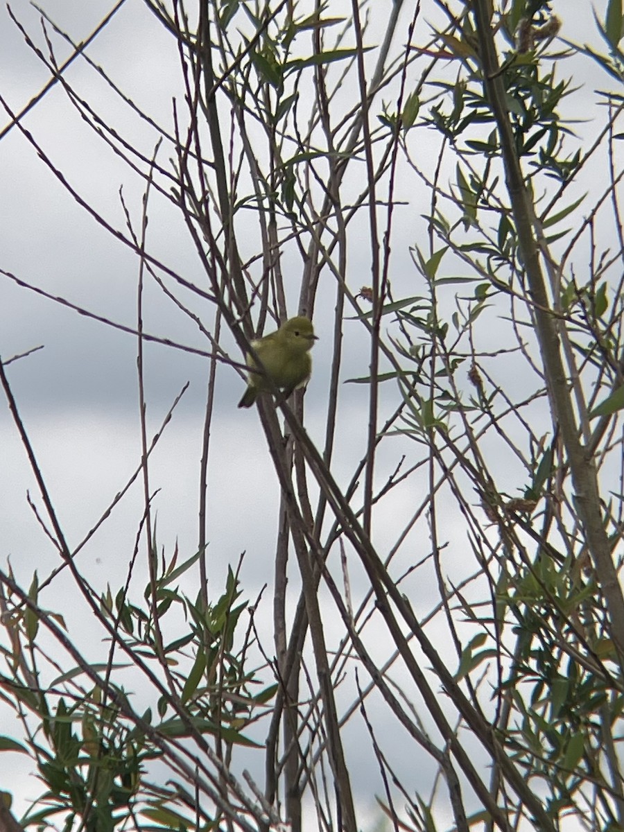 Northern Yellow Warbler - ML637720228