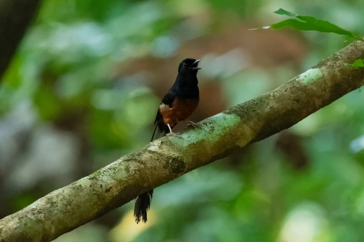 White-rumped Shama - ML637720259