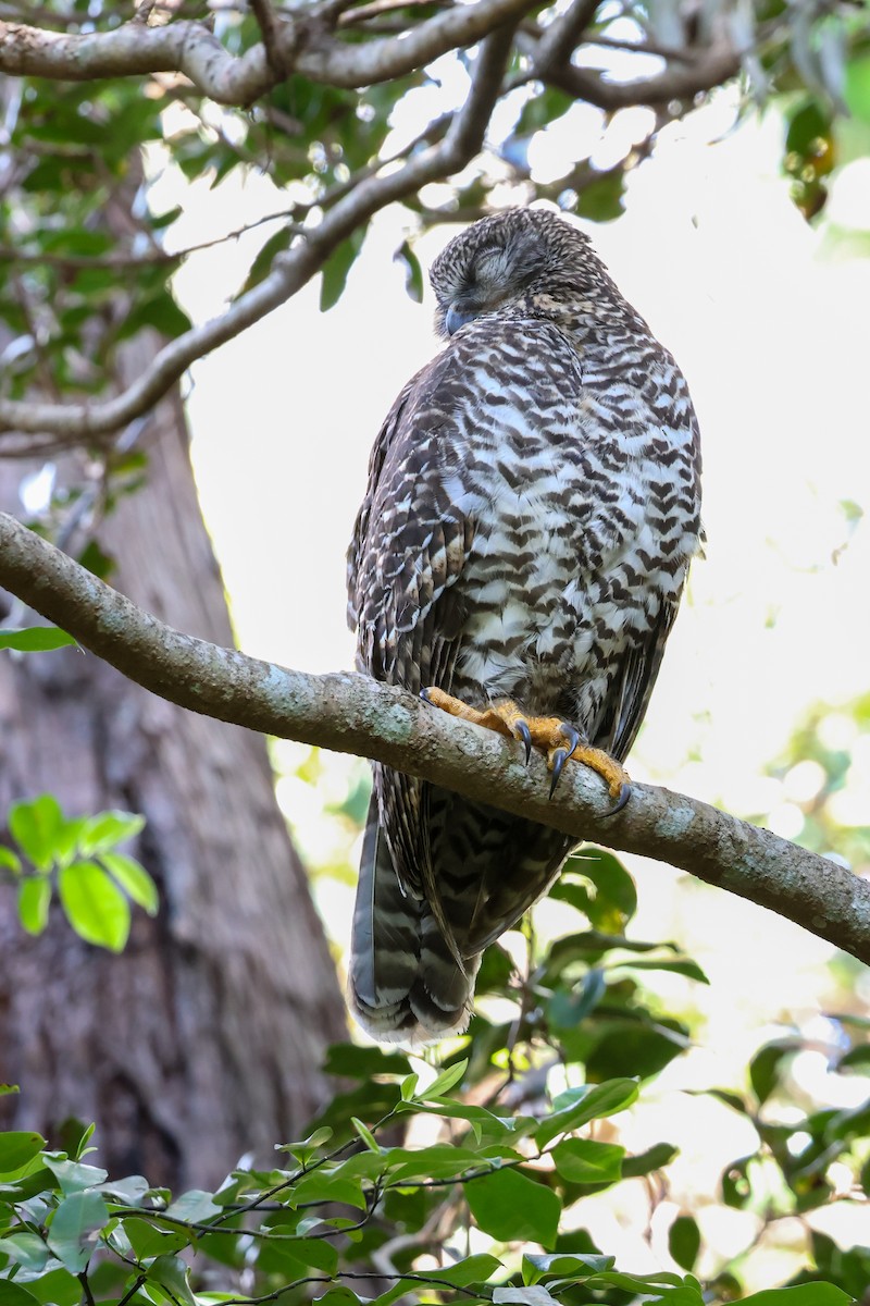 Powerful Owl - ML637720264