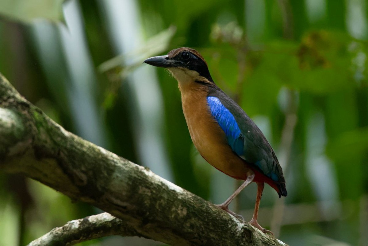 Mangrove Pitta - ML637720269