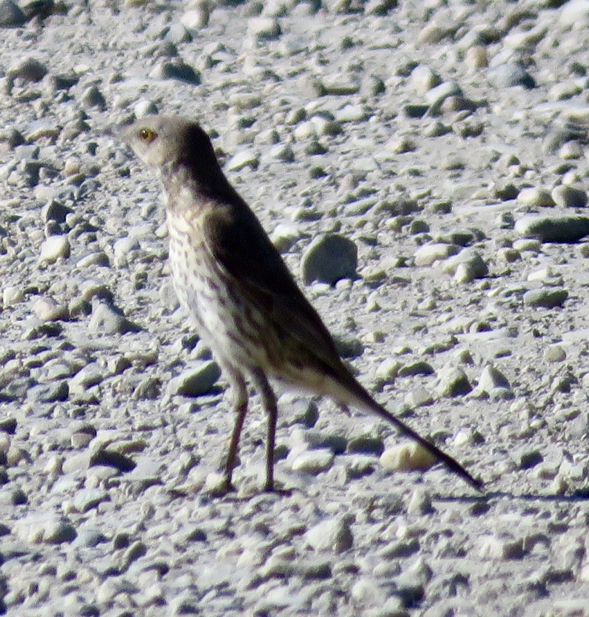 Sage Thrasher - ML637720278