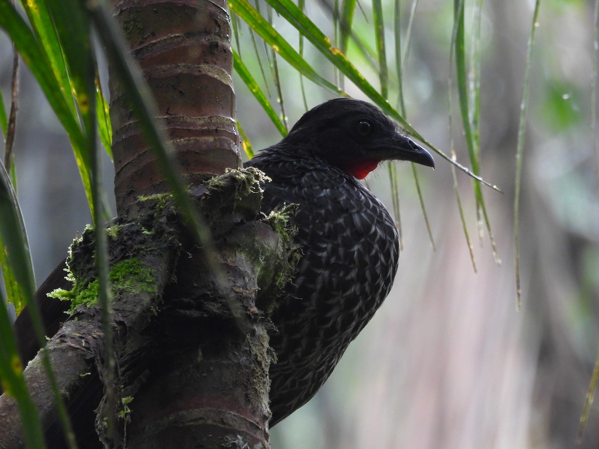 Cauca Guan - ML637720295
