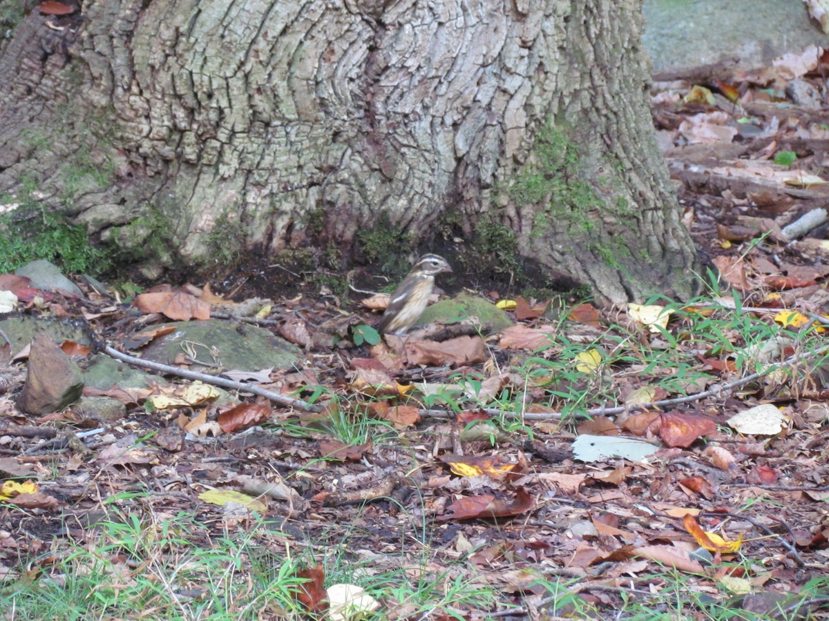 Rose-breasted Grosbeak - ML637720317