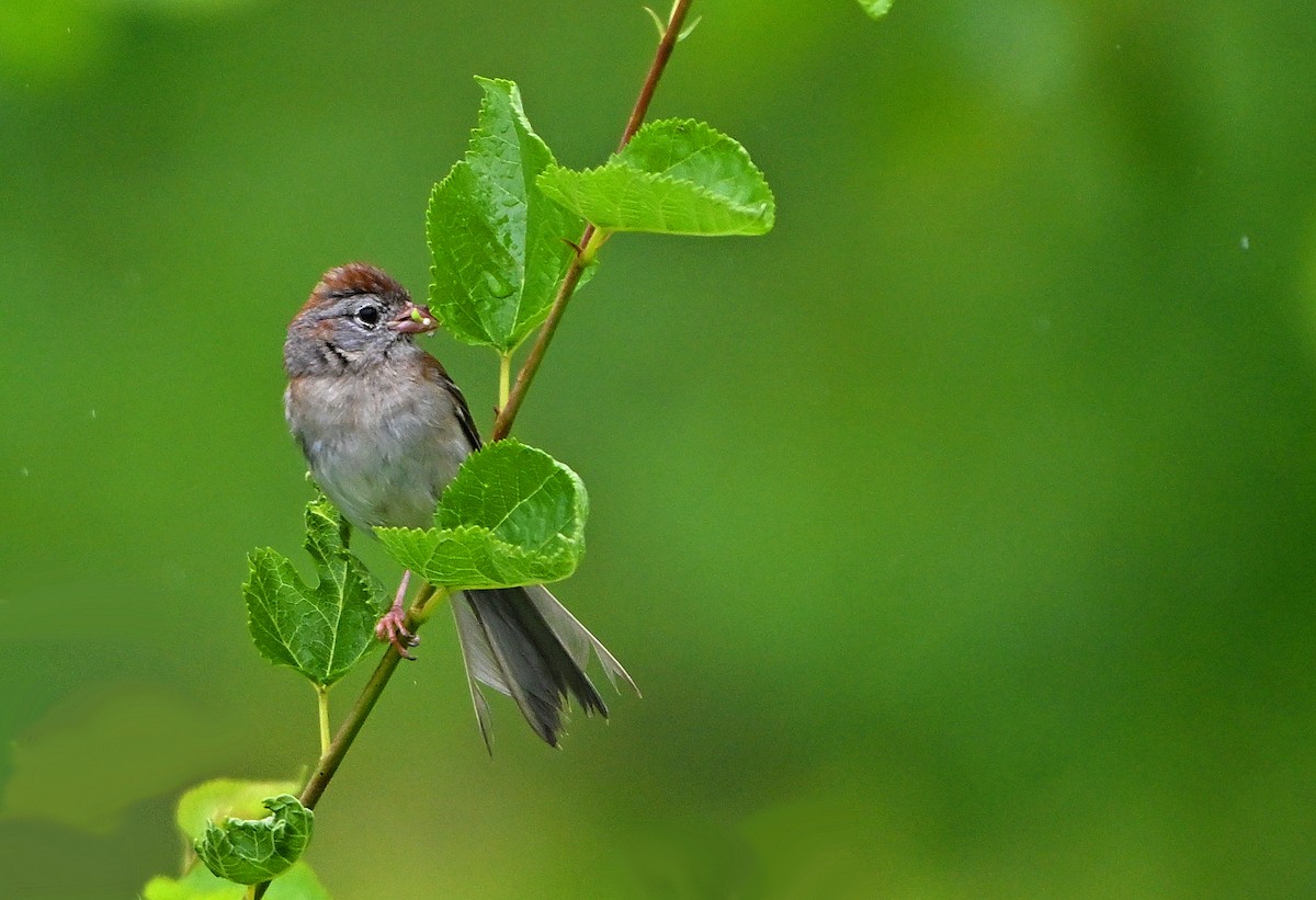Field Sparrow - ML637720327