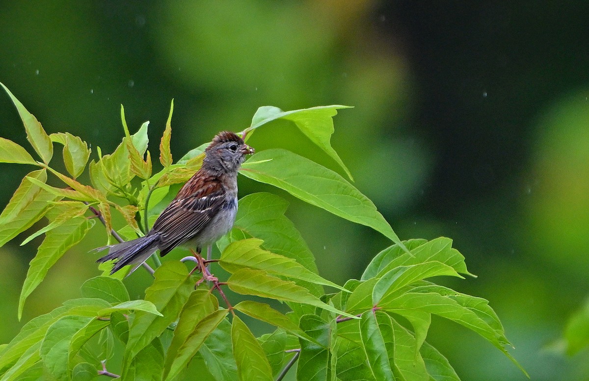 Field Sparrow - ML637720328