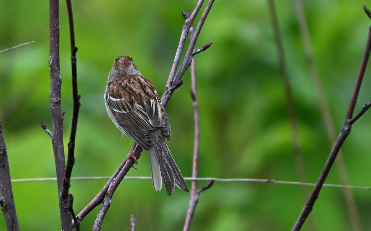 Field Sparrow - ML637720329