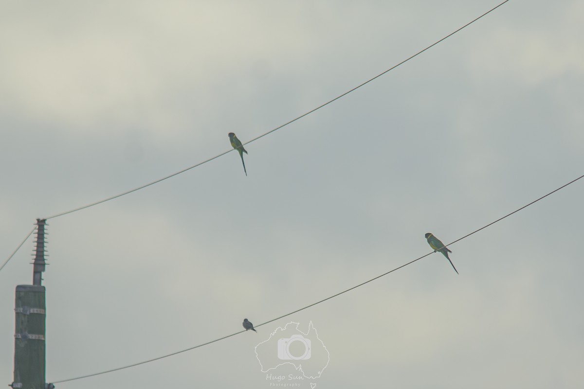 Australian Ringneck - ML637720334