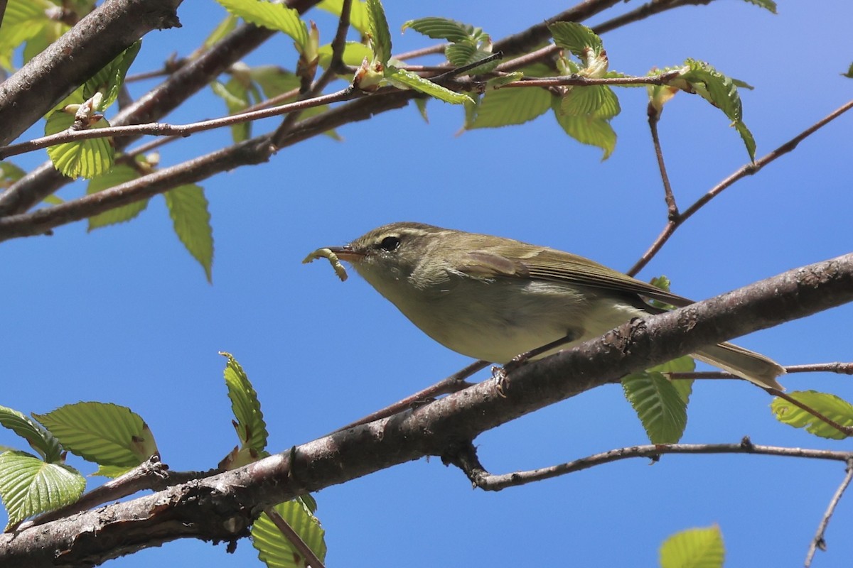 Buff-barred Warbler - ML637720337
