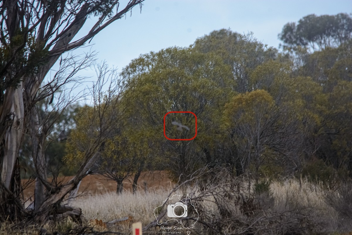 Stubble Quail - ML637720385