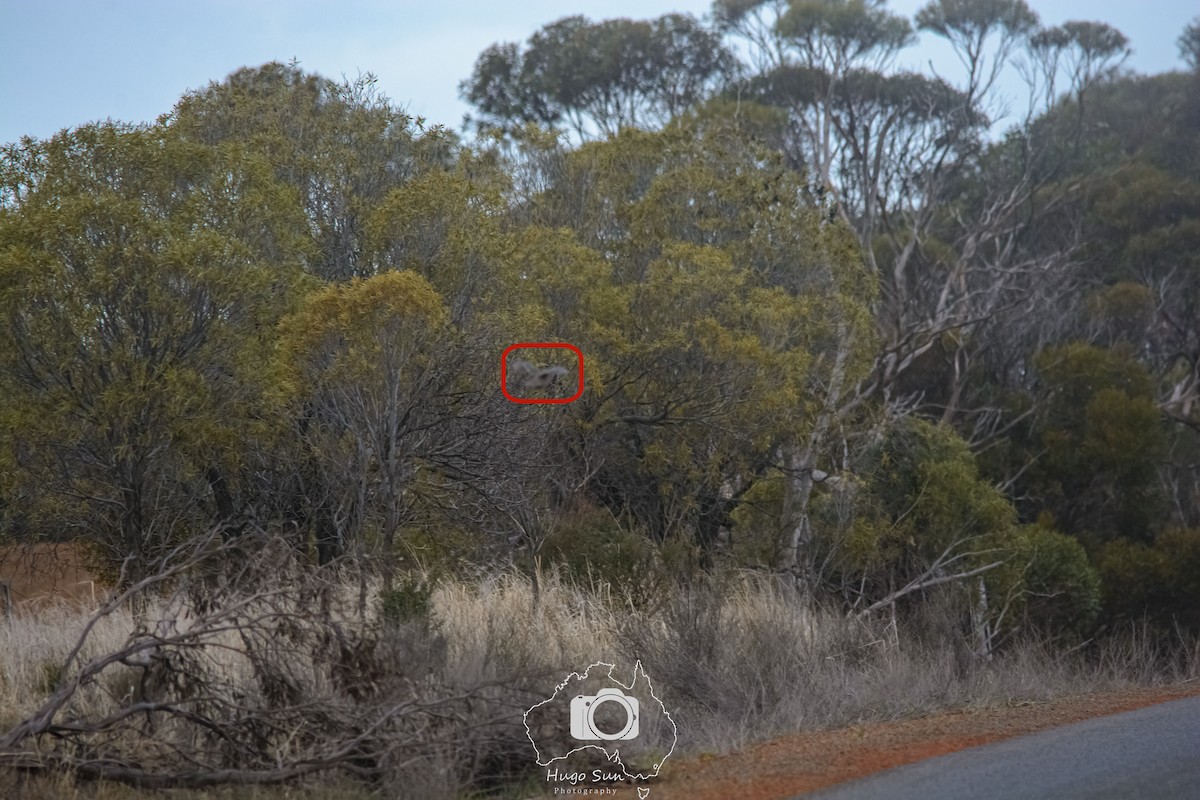 Stubble Quail - ML637720386