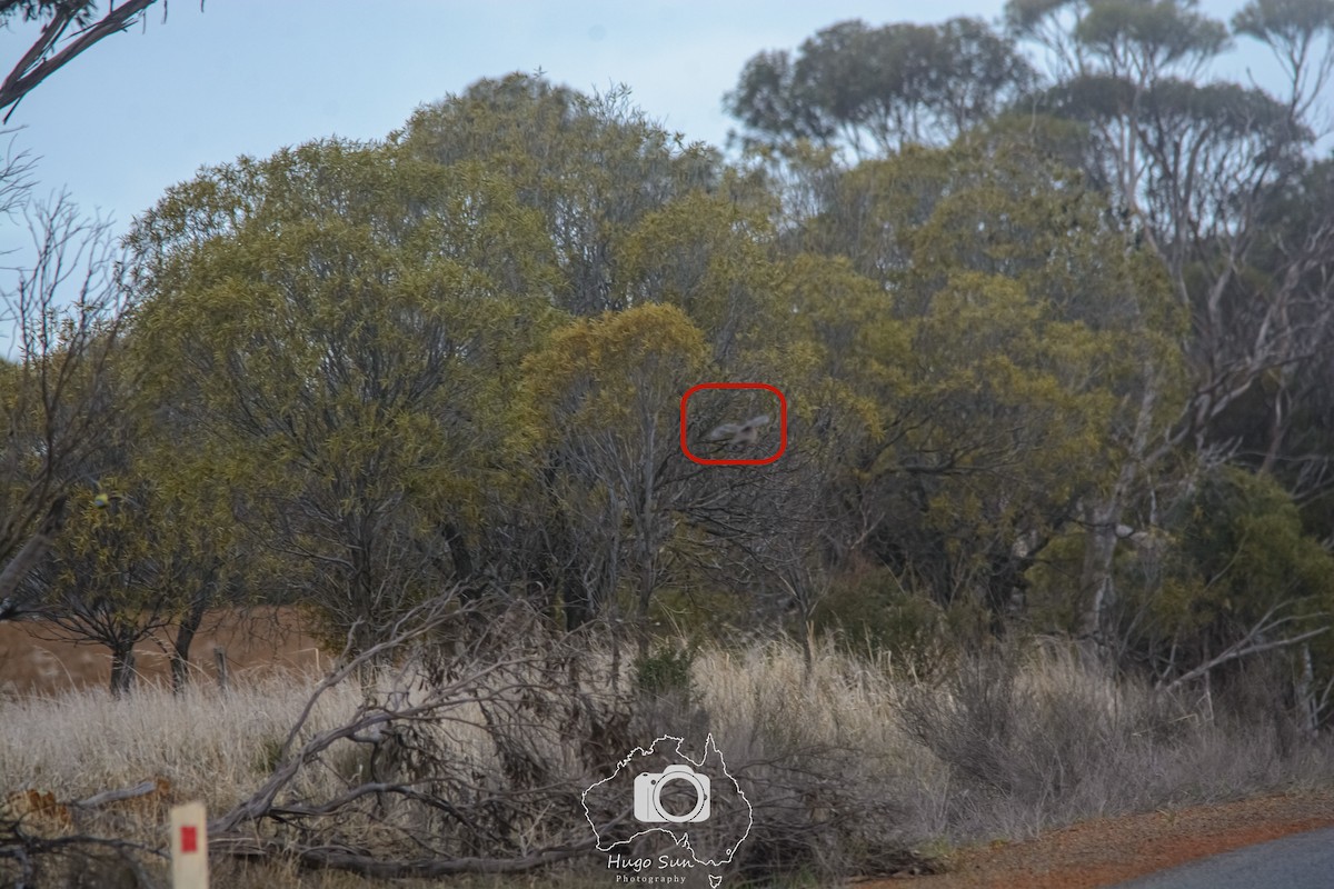 Stubble Quail - ML637720387