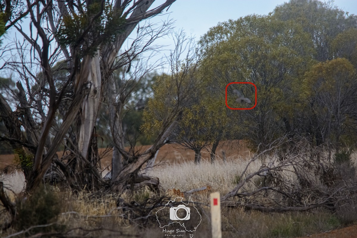 Stubble Quail - ML637720388