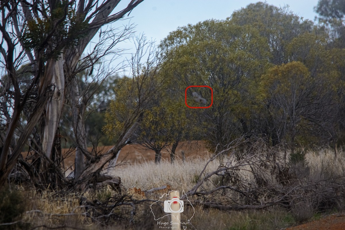 Stubble Quail - ML637720389