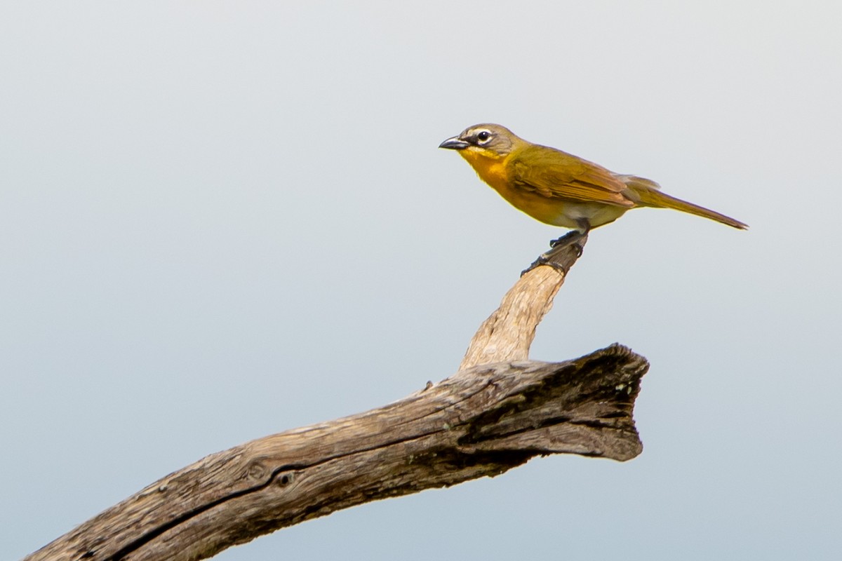 Yellow-breasted Chat - ML637720394