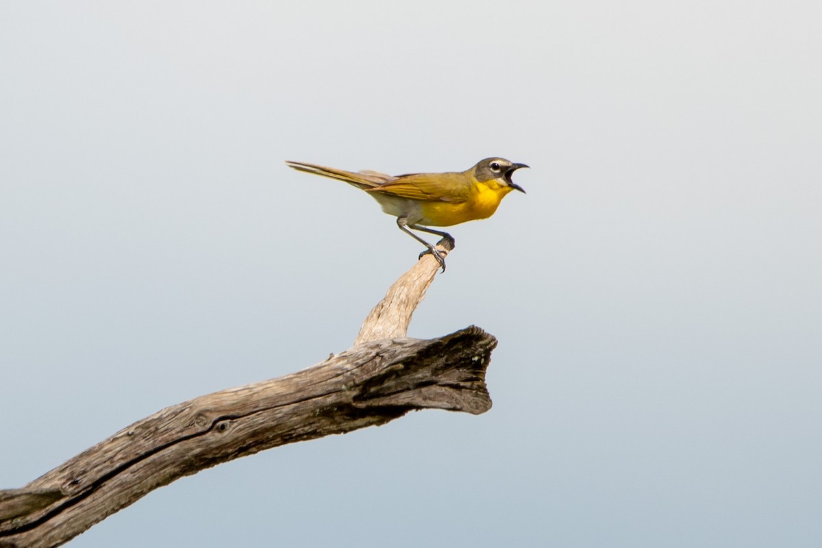 Yellow-breasted Chat - ML637720397