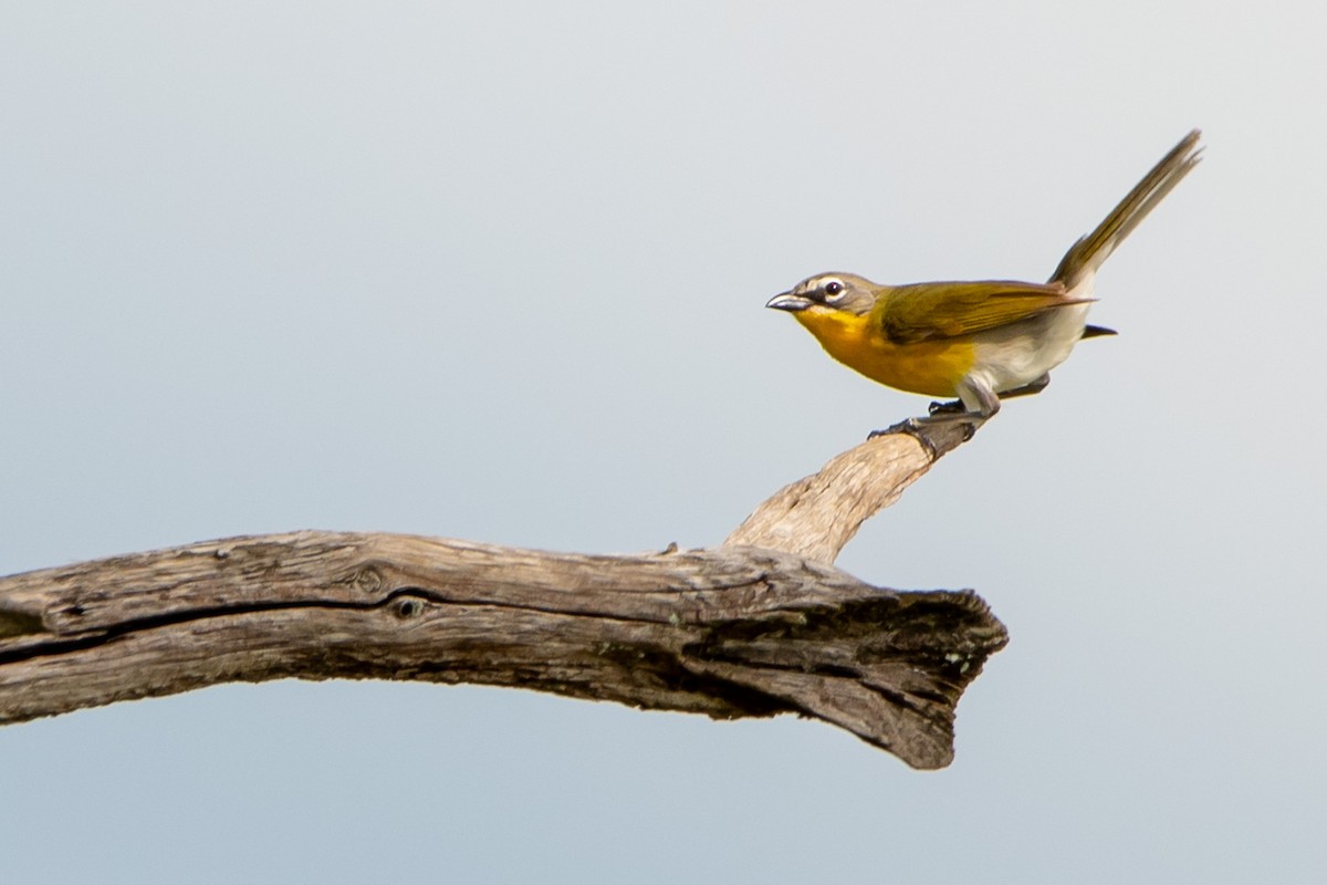Yellow-breasted Chat - ML637720399