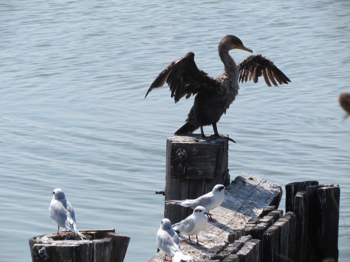 Double-crested Cormorant - ML637720427