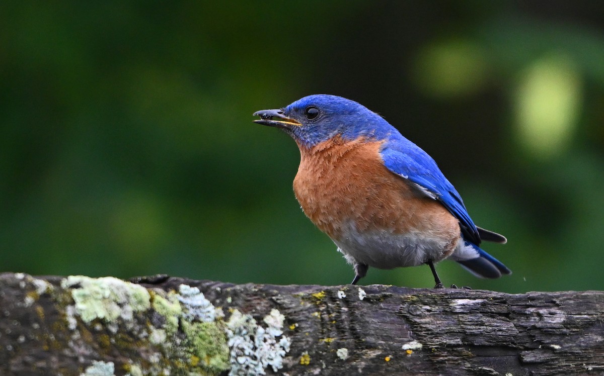 Eastern Bluebird - ML637720437