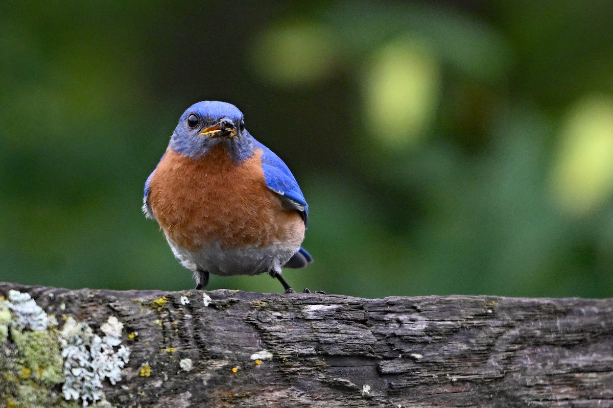 Eastern Bluebird - ML637720438