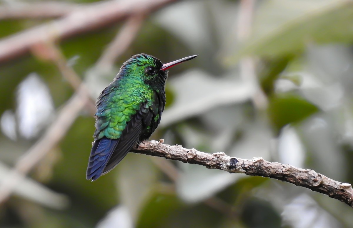 Canivet's Emerald - ML637720444