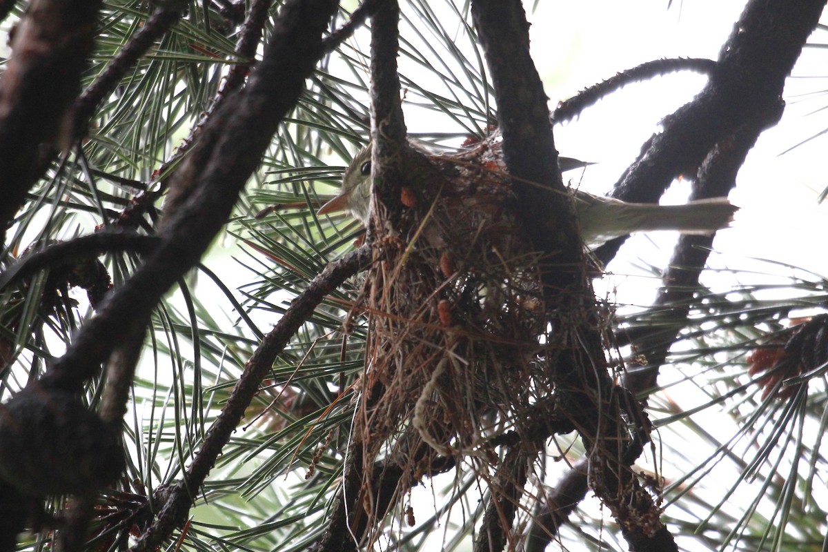 Acadian Flycatcher - ML637720455