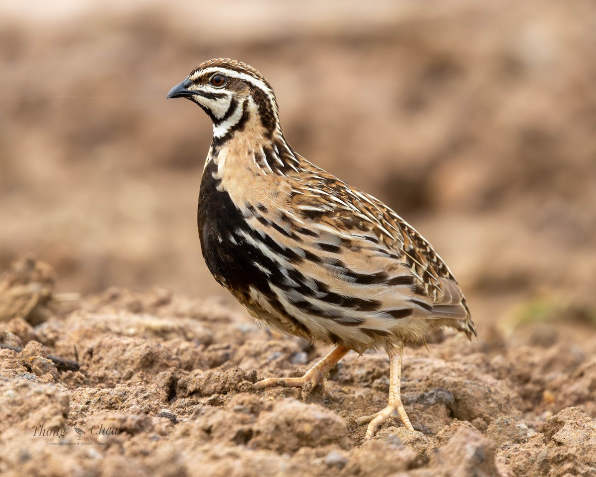 Rain Quail - ML637720457