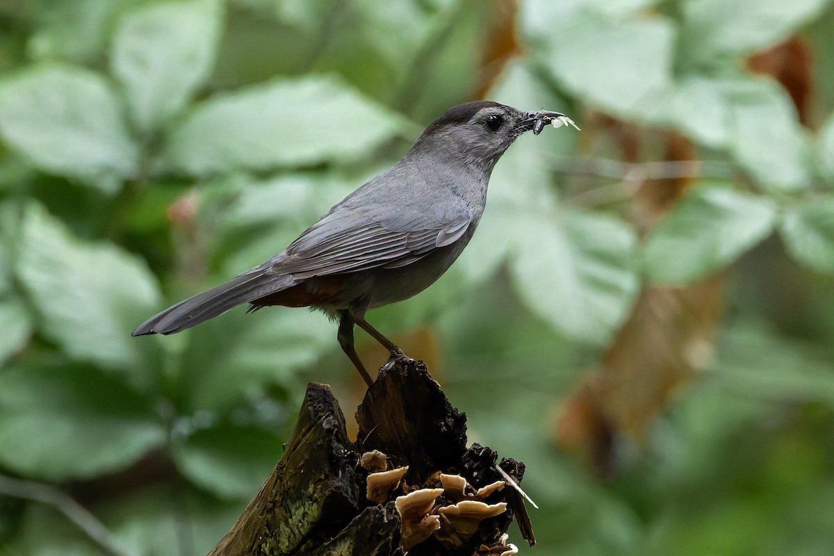 Gray Catbird - Peter Nguyen