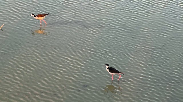 Black-necked Stilt - ML637720591