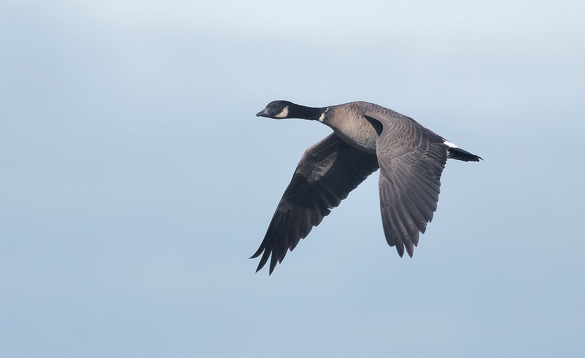 Cackling Goose (Aleutian) - ML637720601