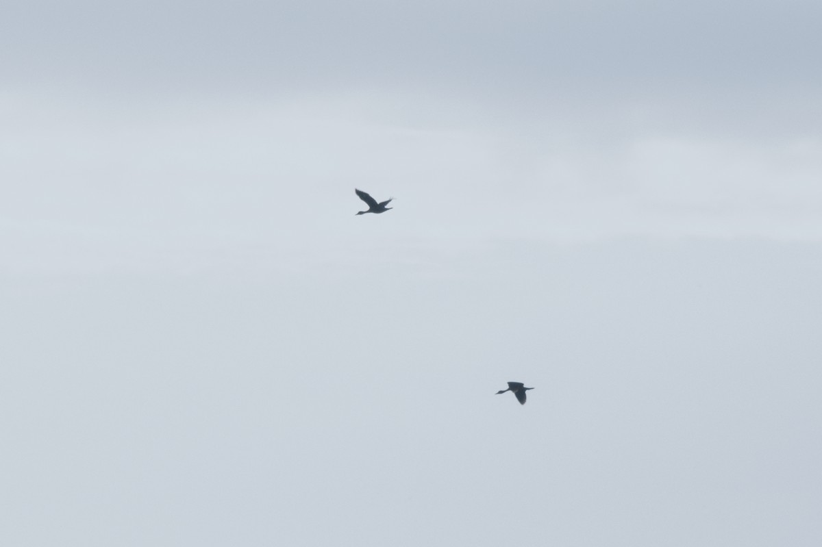 Lesser Whistling-Duck - ML637720679