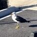 Pacific Gull - ML637720702