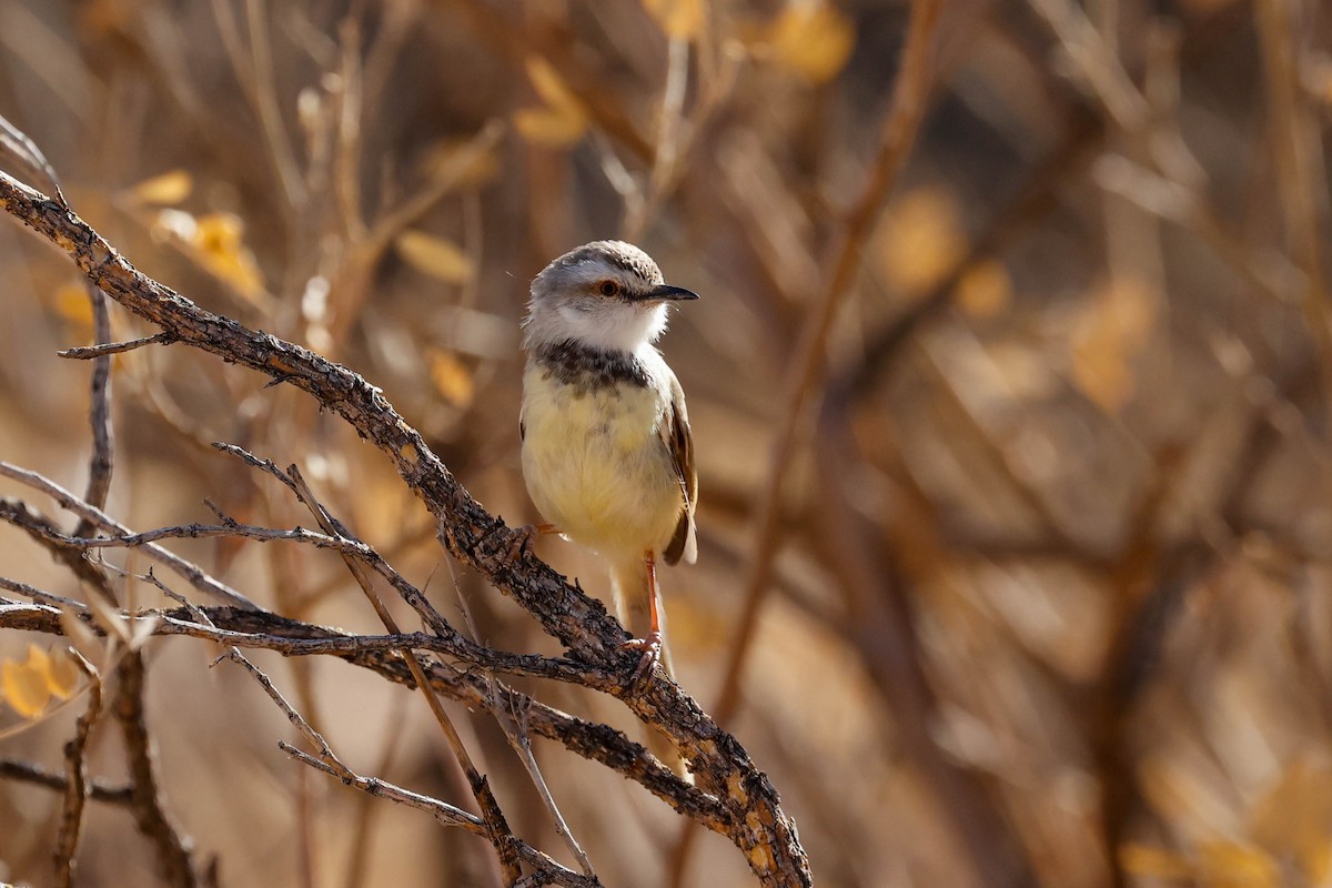 Black-chested Prinia - ML637720731