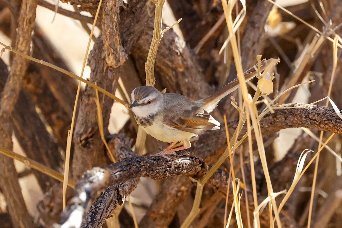 Black-chested Prinia - ML637720732