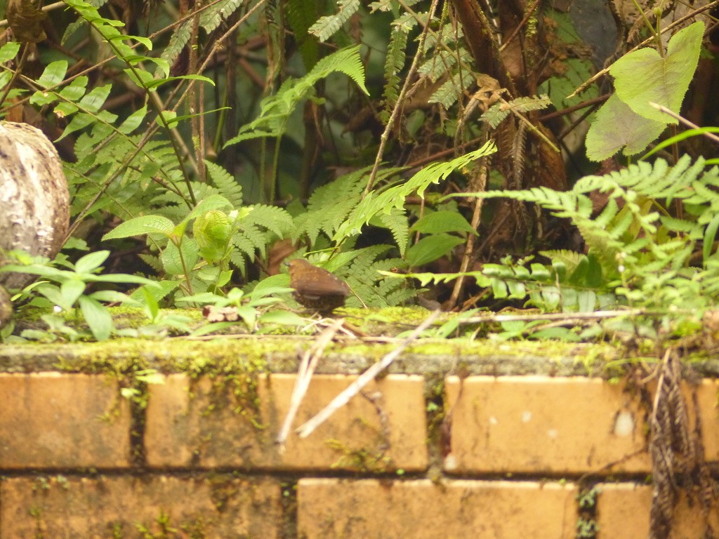 Pygmy Cupwing - ML637720739