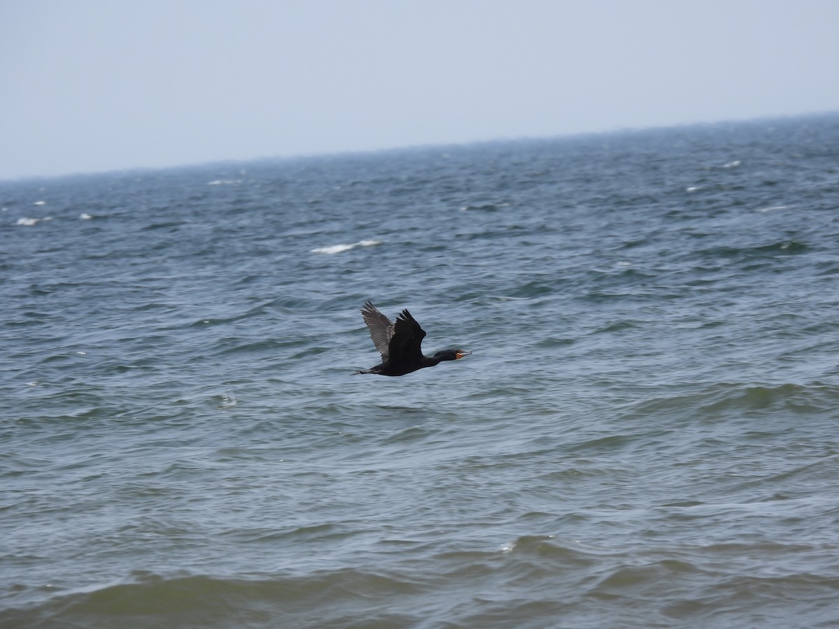 Double-crested Cormorant - ML637720759