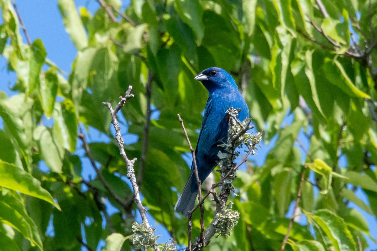 Indigo Bunting - ML637720763