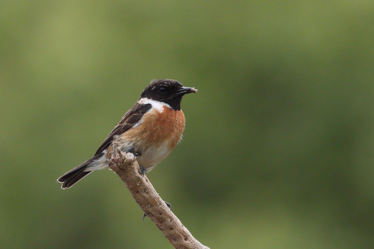 European Stonechat - ML637720769