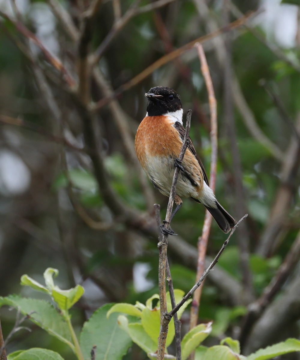 European Stonechat - ML637720809