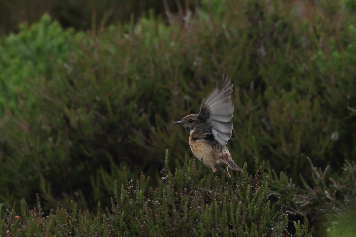 European Stonechat - ML637720811