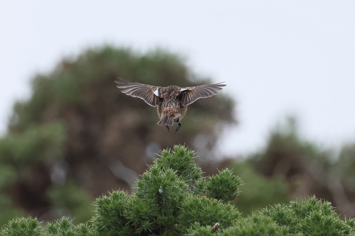 European Stonechat - ML637720812