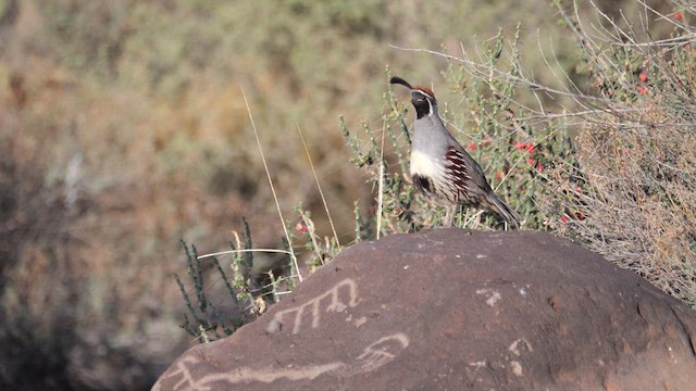 Gambel's Quail - ML637720823