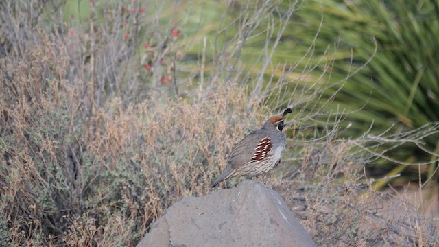 Gambel's Quail - ML637720824