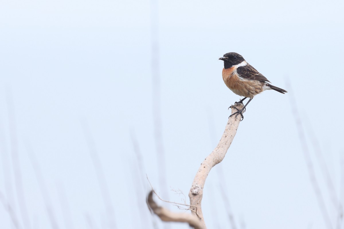 European Stonechat - ML637720832